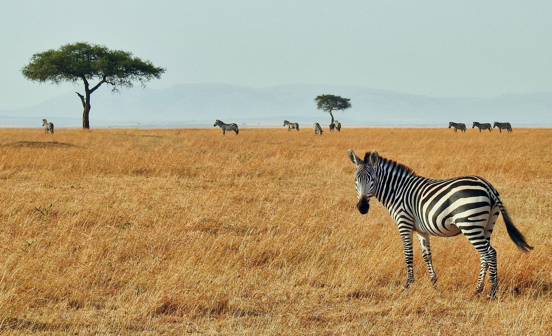 Zebras grazing on open grassland