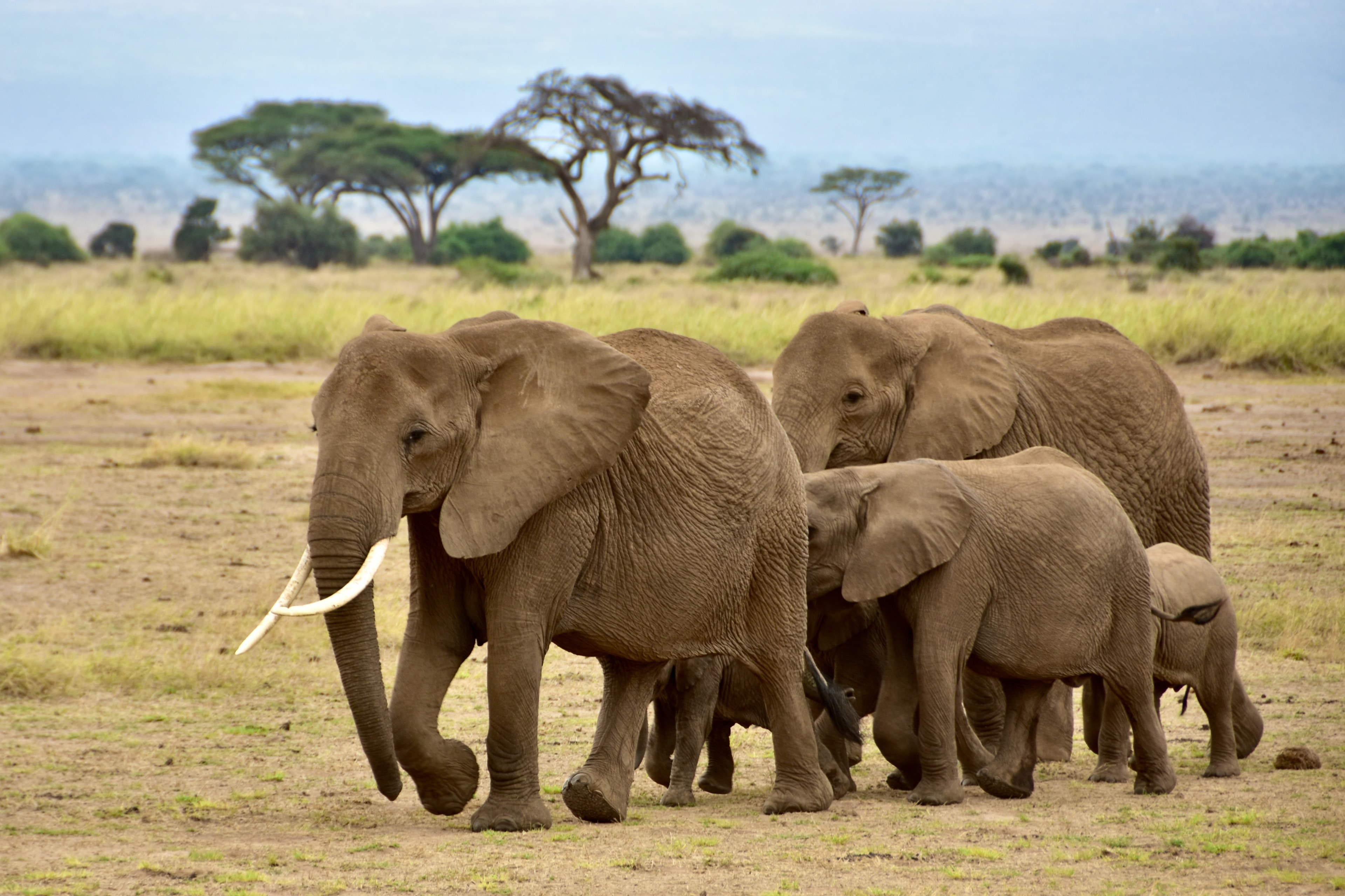 Elephant herd with a calf on the Amboseli plains